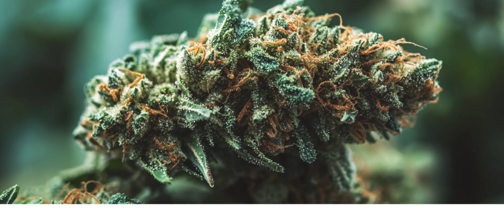 THCA Flower Potential Benefits and Uses
